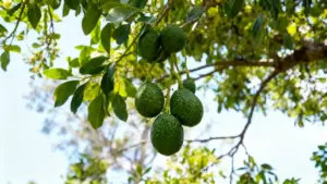 Frutti di avocado acerbi appesi a un albero in un giardino soleggiato