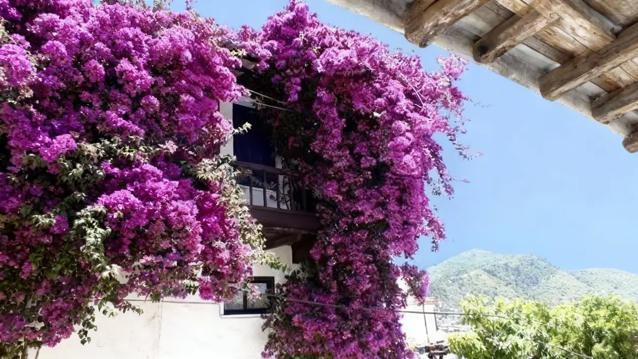Bouganville in piena fioritura ricopre la facciata di una casa in stile mediterraneo