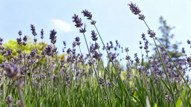 Fiori di lavanda in un giardino soleggiato con cielo azzurro sullo sfondo