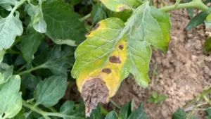 Foglia di pomodoro con sintomi di peronospora visibili, tra cui macchie scure e ingiallimento