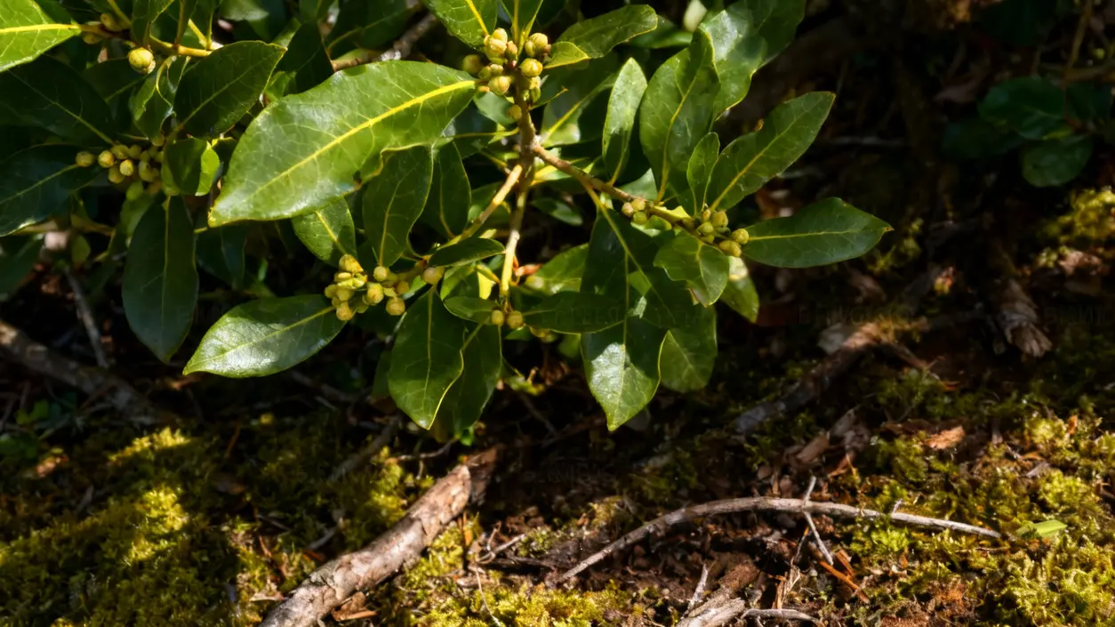 Pianta di alloro con foglie verdi lucide e boccioli in un ambiente naturale