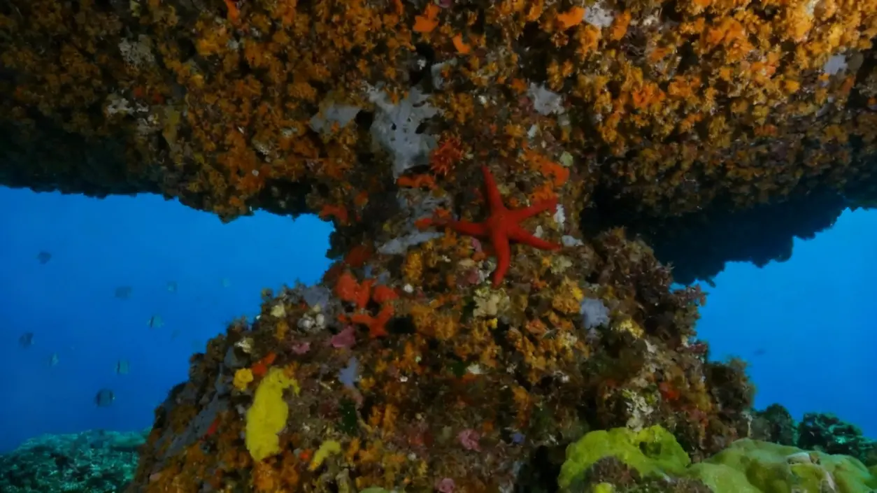 Struttura marina ricoperta da coralli e una stella marina rossa