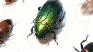 Insetti visti da vicino su sfondo bianco, con un coleottero verde al centro