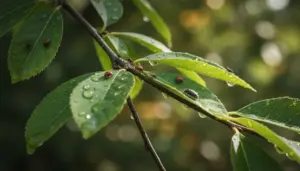Insetti su foglie bagnate di un albero, in un ambiente naturale