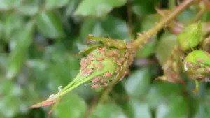 Bocciolo di rosa infestato da pidocchi verdi e rosa in un giardino